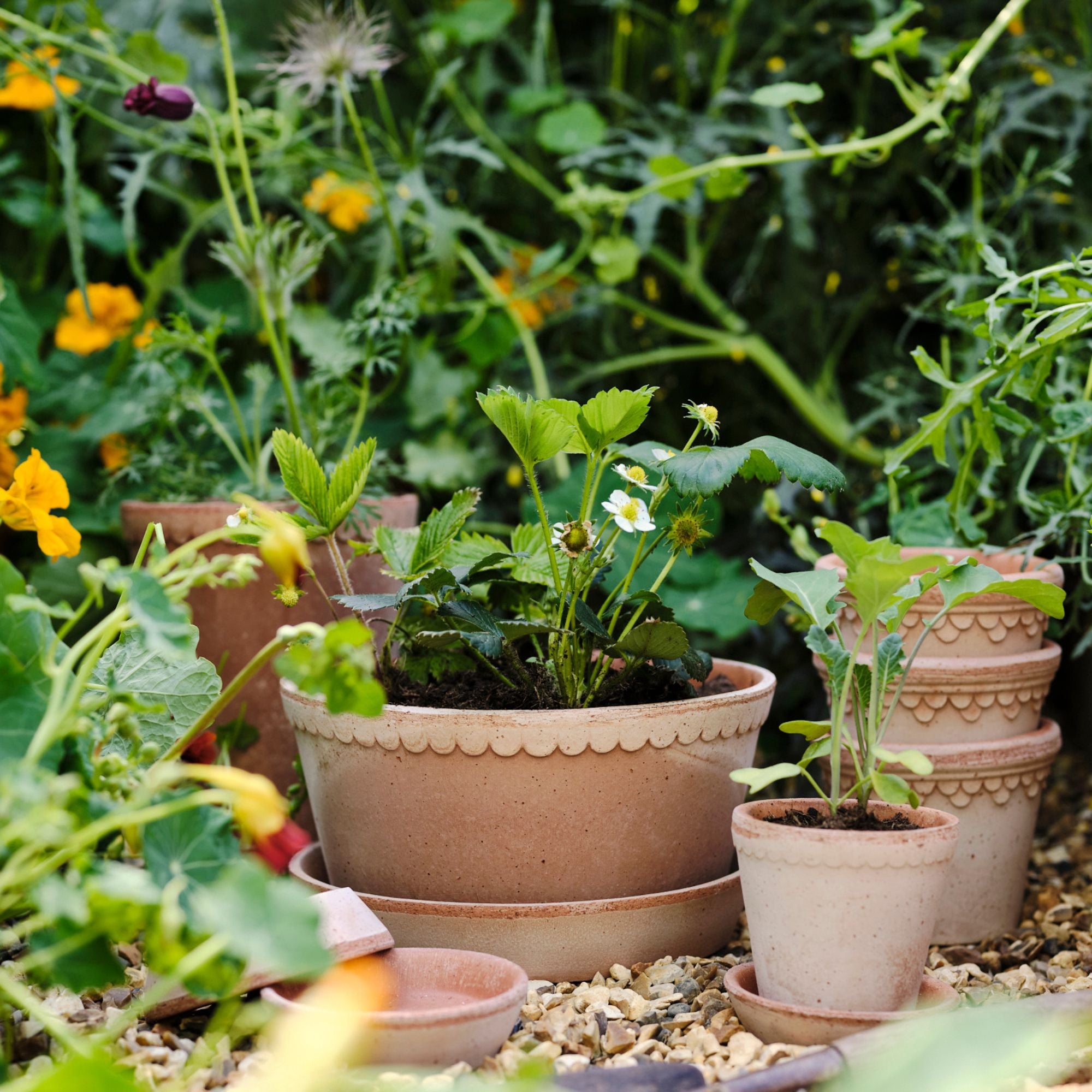 Goodee-Bergs Potter-Copenhagen Ø21 Low Planter & Saucer - Color - Raw Rosa