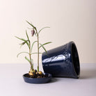 Goodee-Bergs Potter-Copenhagen Ø14 Planter & Saucer - Color - Sapphire Blue Glazed