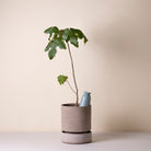 Goodee-Bergs Potter-Cove 300 ml Self-Watering Tool - Color - Misty Blue Glazed