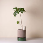 Goodee-Bergs Potter-Cove 300 ml Self-Watering Tool - Color - Sandstone Glazed
