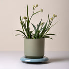 Goodee-Bergs Potter-Lily Ø14 Saucer & Planter - Color - Misty Blue Glazed