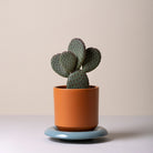 Goodee-Bergs Potter-Lily Ø14 Saucer & Planter - Color - Misty Blue Glazed