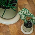 Goodee-Bergs Potter-Lily Ø14 Saucer - Color - Sandstone Glazed