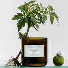 Goodee-Flamingo Estate-Roma Heirloom Tomato Candle