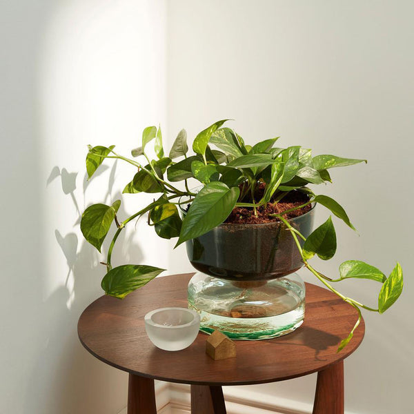 lsa international canopy self watering planter LSA Canopy Self-Watering Planter