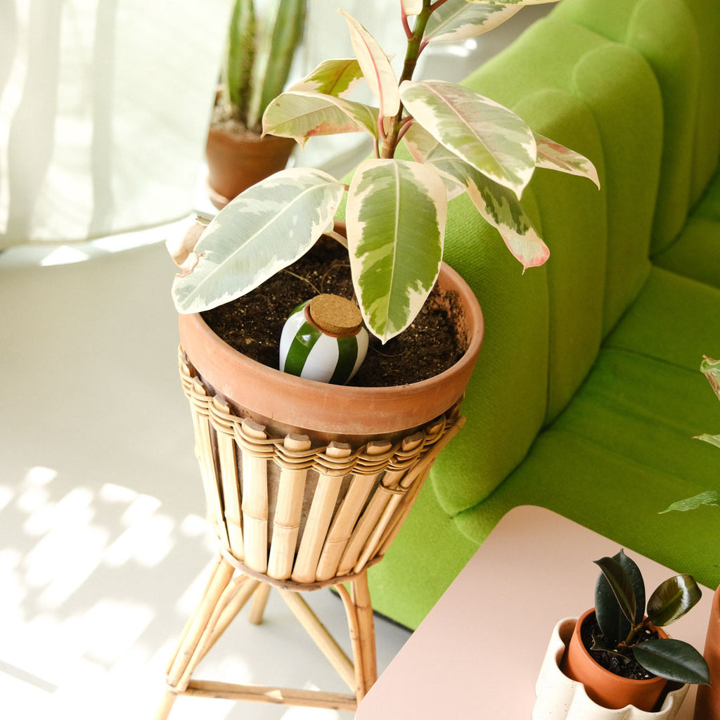 Goodee Pot autarcique - Glaze - Couleur - Rayures vertes