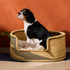Goodee-Baba Tree-Medium Dog Bed Basket - Color - Natural & Black