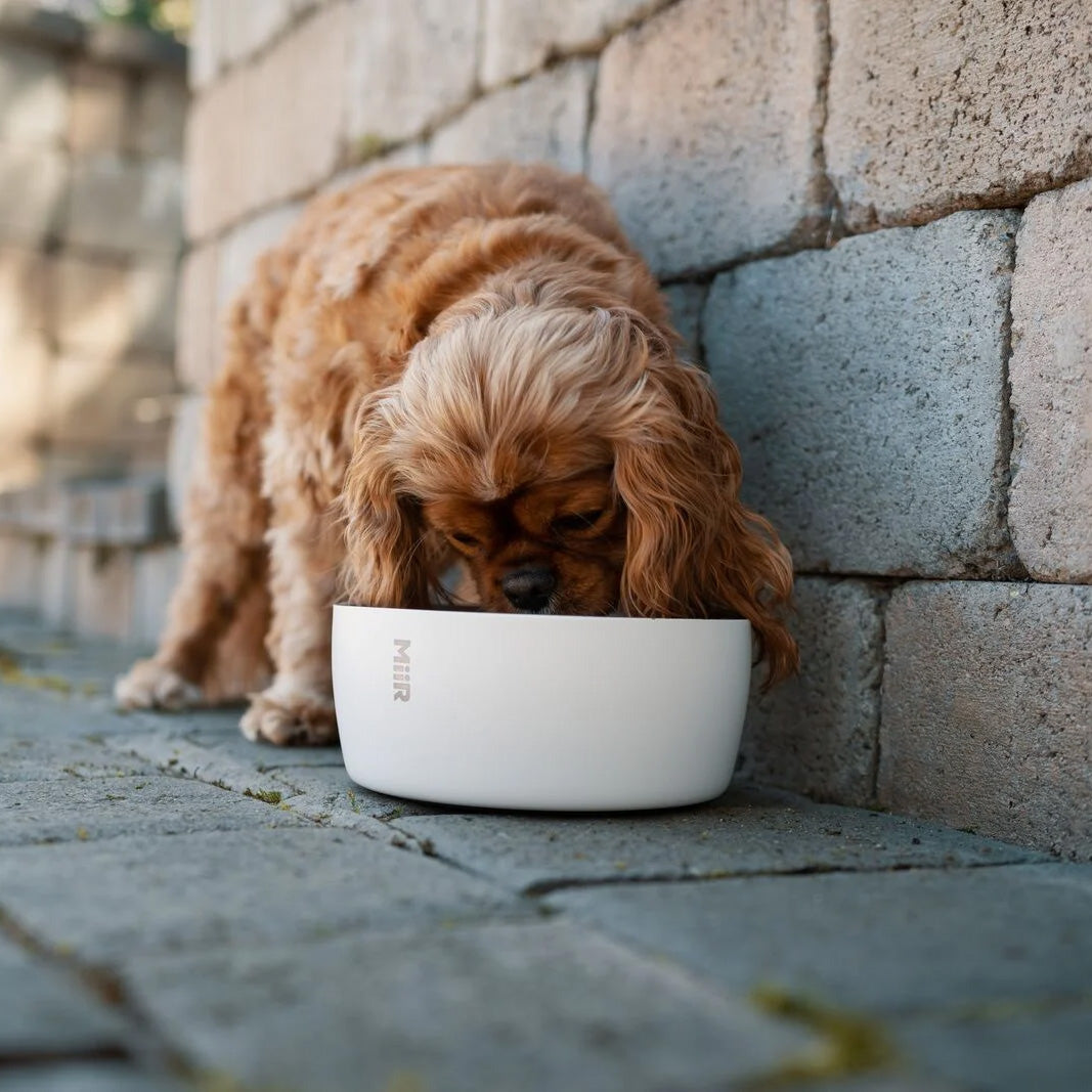 Goodee-Miir-Stainless Steel Dog Bowl - Color - White