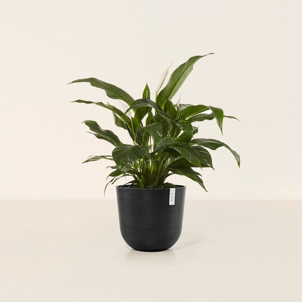 Goodee-Ecopots-Oslo Pot ø25 - Color - Dark Grey
