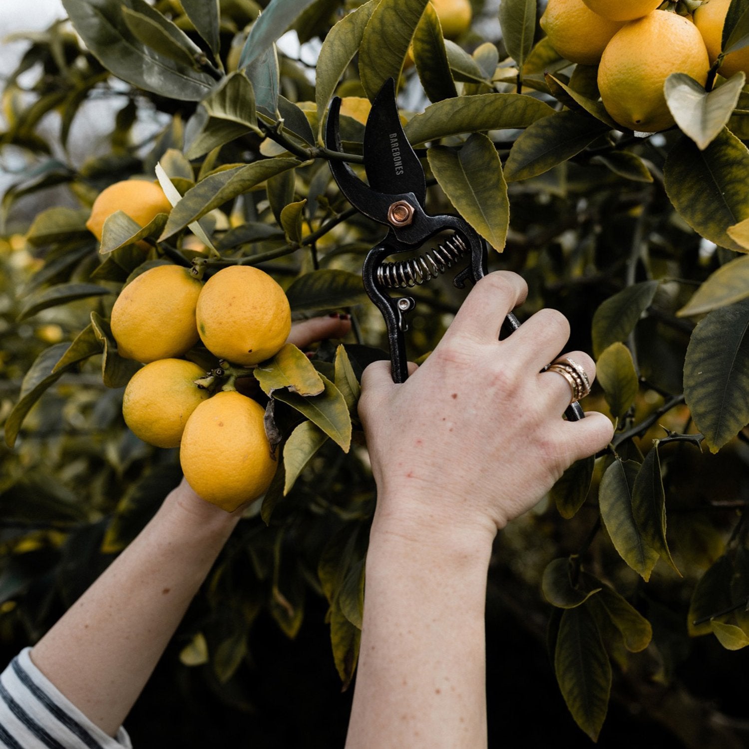 Barebones Pruner