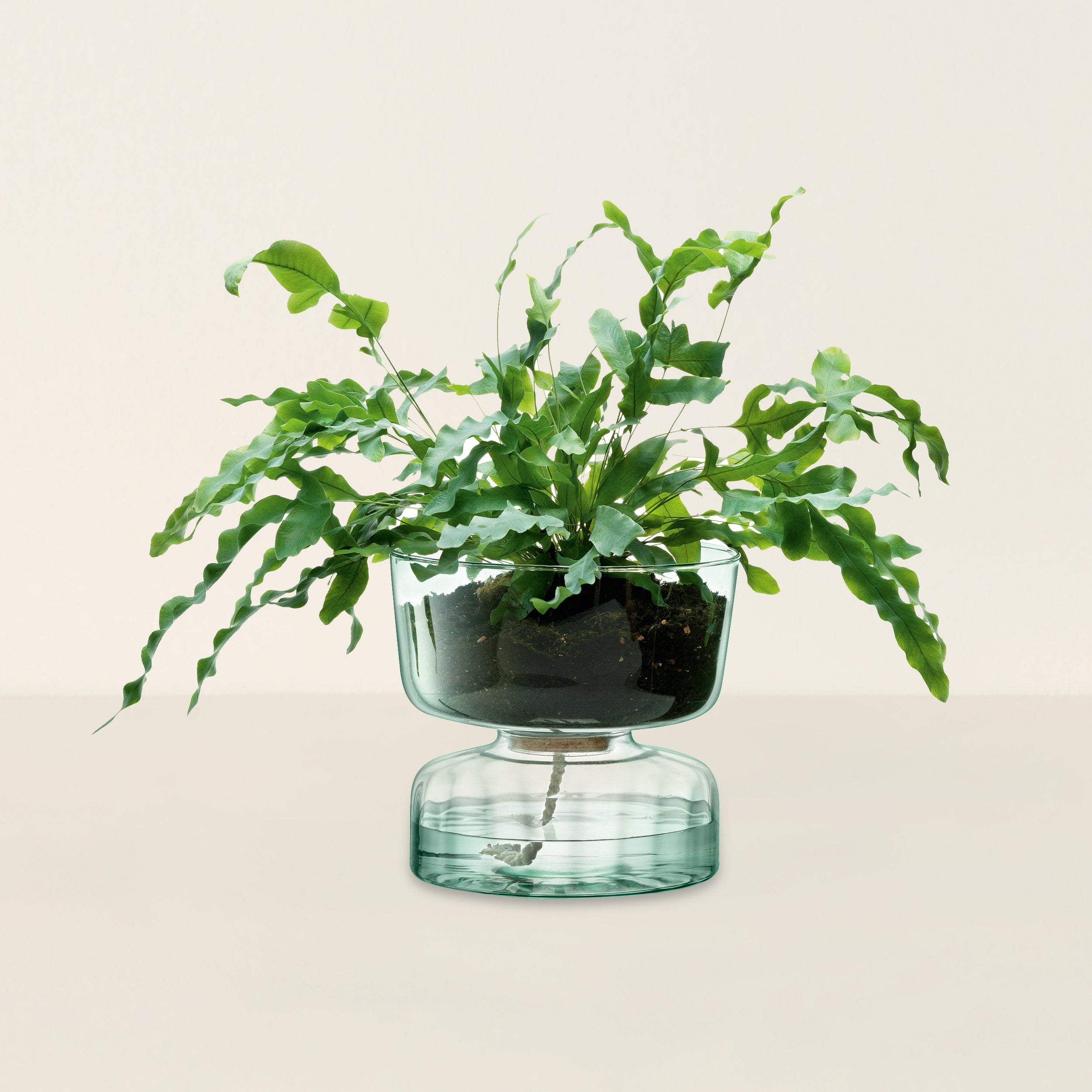 Goodee-LSA International-Canopy Self Watering Planter