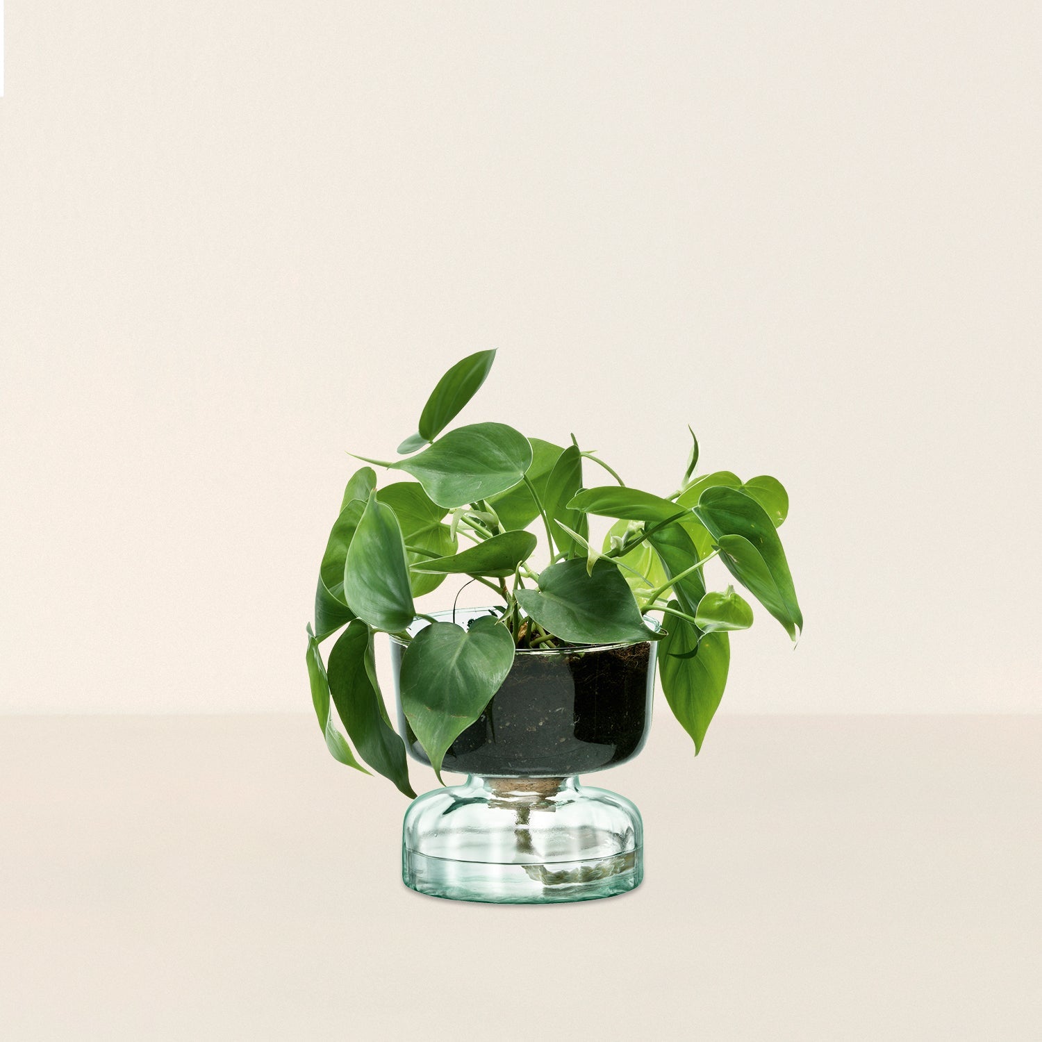 Canopy Self Watering Planter - Small