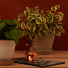 Goodee-Bergs Potter-Copenhagen Ø18 Planter & Saucer - Color - Sandstone Glazed