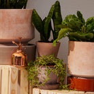 Goodee-Bergs Potter-Julie 12 