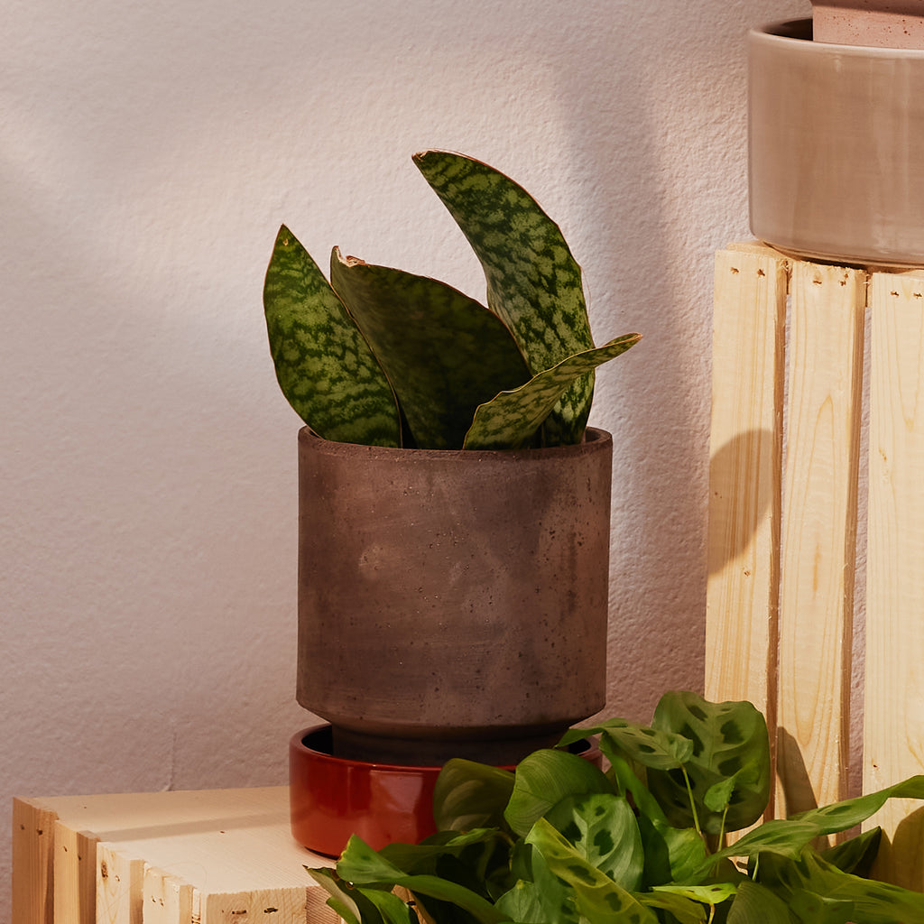 Goodee-Bergs Potter-Hoff Jardinière 14 - Couleur - Gris brut